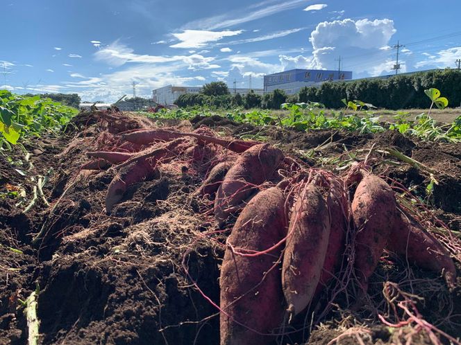 すぐ食べレンジ～簡単調理セット～ ※着日指定不可 FAA-023
