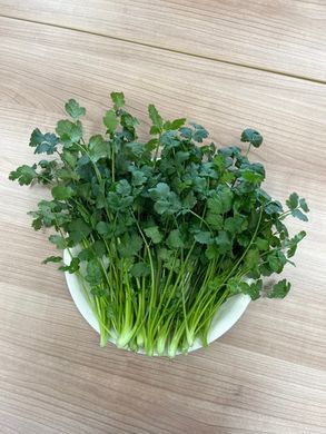 LED水耕栽培 香味野菜（パクチー）250g