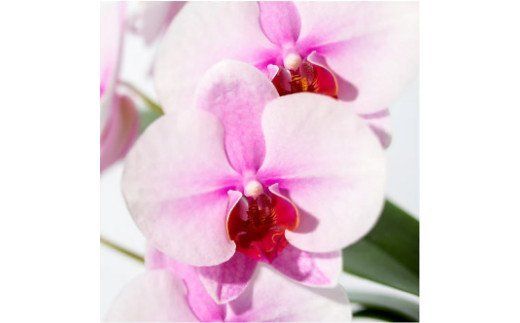 611.胡蝶蘭　アップサイクル･ウッドベース（ミディショートタイプ／さくらひめ）[CO-4](A611-2)