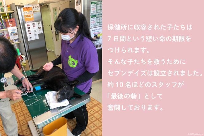 犬猫保護活動への支援 [NPO法人セブンデイズ 福岡県 筑紫野市 21760731] 保護 動物 犬 猫 犬猫 保護犬 支援 応援