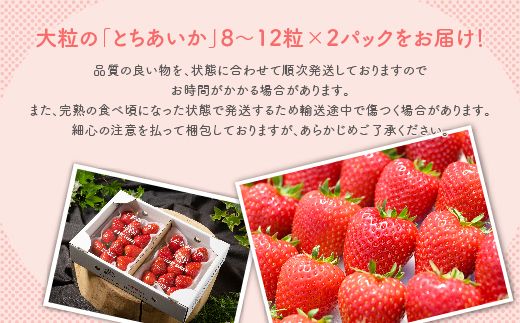 いちご 甘さ際立つ新品種 『とちあいか』 大粒 8～12粒×2パック 先行予約 58ロハスファーム【58ロハスクラブ】 ※2024年12月下旬～2025年5月中旬頃に順次発送予定