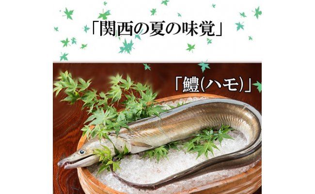 186 プレミア和歌山の辰ヶ鱧！鱧の湯引き２人前(A186-2)
