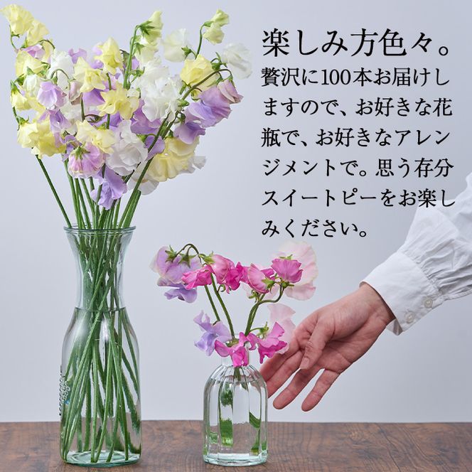 ＜先行予約受付中！2026年1月以降順次発送予定＞＜A品＞スイートピーミックス(50本)花 フラワー 切り花 植物 ギフト 贈り物 プレゼント インテリア 常温 保存 宮崎県 門川町【AL-3】【安田農園】