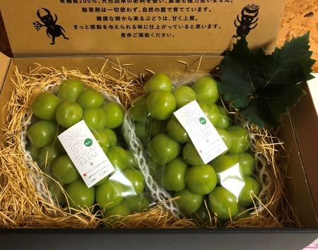 【先行予約】【9月中旬〜10月上旬発送】大粒 シャインマスカット 2〜3房 約1kg 以上 1081002