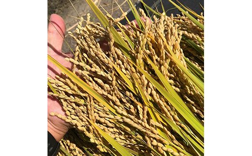 【令和7年度米】【先行予約】農家直送「 富富富 」5kg（白米）｜富山米 ふふふ　※北海道・沖縄・離島への配送不可