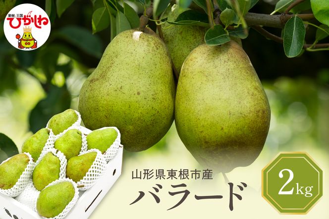 【2026年産】 西洋梨 バラード 2kg 秀品 化粧箱入り 山形県 東根市 東根農産センター提供 hi027-190-r8