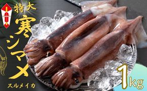 【のし付き】【朝どれ寒シマメ 特大サイズ 3～4杯】1kg～1.2kg いか イカ スルメイカ 寒シマメ 朝どれ寒シマメ 御歳暮 ギフト 12月24日までのご注文で年内発送