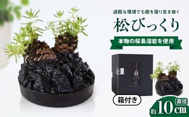 火山の贈り物 ミニ観葉植物『松びっくり』 溶岩土台松ぼっくり苔植物