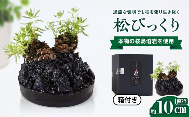 火山の贈り物　ミニ観葉植物『松びっくり』　溶岩土台松ぼっくり苔植物　K089-001