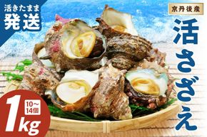 日時指定可【北畿水産　活きたまま発送】京丹後産さざえ1kg（10個から14個） 貝類 魚介類 さざえ サザエ 京丹後産 活サザエ お刺身 刺身 さしみ 美味しい 壺焼きふるさと納税 さざえ ふるさと納税 活さざえ ふるさと納税 さざえ　HK00270