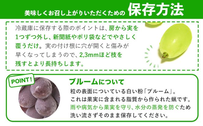 【先行予約】岡山県産 訳あり ニューピオーネ シャインマスカット 詰め合わせ 約1.2kg 2房《9月上旬～10月中旬頃に出荷予定(土日祝除く)》 葡萄 果物 訳あり 優品 厳選出荷 スイーツ フルーツ デザート 岡山県矢掛町 数量限定 種なしぶどう---osy_cwsmnp_ae9_26_13500_s---