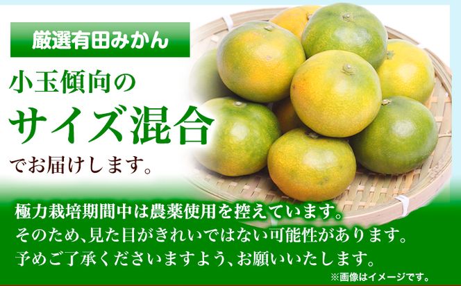 ＜先行予約＞厳選　極早生有田みかん4kg+120g（傷み補償分）【YN26・ゆら早生】池田鹿蔵農園@日高町（池田農園株式会社）《9月中旬-11月中旬頃出荷》和歌山県 日高町  みかん 早生みかん 極早生 蜜柑 ミカン 柑橘 有田みかん 有田ミカン【配送不可地域あり】---wsh_idn45_9c11c_24_10000_4kg---