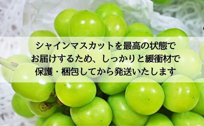 【2026年 先行予約】山梨県産　シャインマスカット 1.2kg (２房～3房)　FB003|山梨 フルーツ シャイン シャインマスカット ぶどう 葡萄