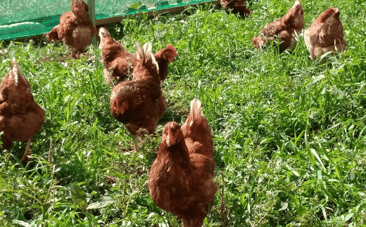 王様の卵 ヨード入 60個 平飼い 地鶏 有精卵 濃厚 卵 こだわり卵 たまご [AU001us]