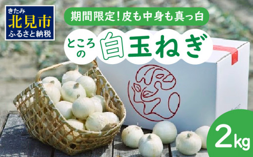 【予約：2026年7月中旬から順次発送】ところの白玉ねぎ 2kg ( 玉ねぎ タマネギ 玉葱 野菜 白玉ねぎ 2キロ 期間限定 辛みが少ない 生食 )【121-0013-2026】