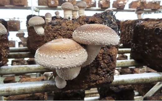 乾燥椎茸 (35g×2袋セット) 椎茸 しいたけ シイタケ スライス 肉厚 国産 人気 ランキング おすすめ 贈答 プレゼント お中元 お歳暮 福島県 田村市 福島 田村 テイク N16-V7-01