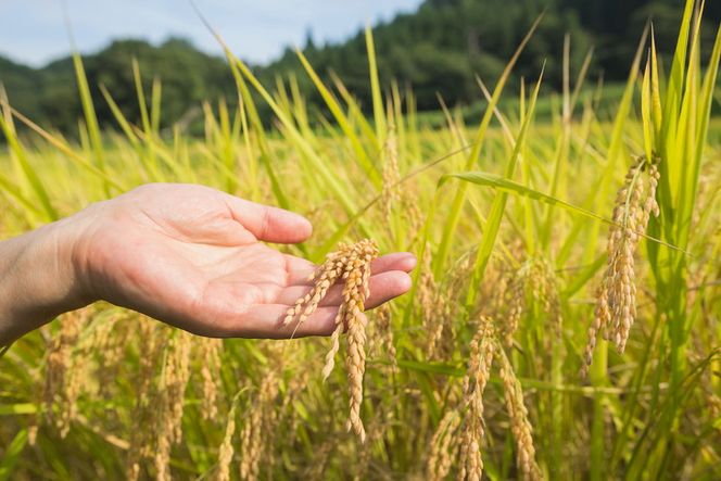令和7年栃木県産 コシヒカリ 白米21kg【検査1等米】 ※離島への配送不可