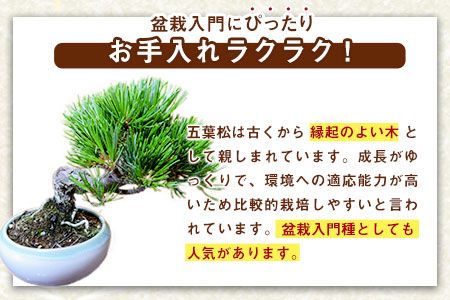 樹心園 五葉松 盆栽《30日以内に出荷予定(土日祝除く)》ごよう
