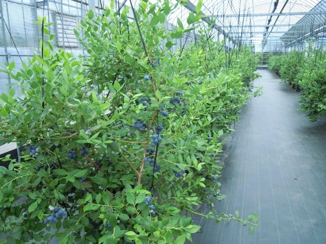 採れたて！大粒系ブルーベリー　100g×6パック　※2026年5月上旬〜7月上旬頃に順次発送予定