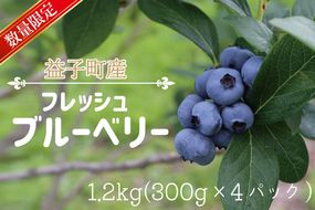 ＼先行予約・数量限定／ 益子町産 フレッシュブルーベリー 1.2kg (300g×4パック) | ブルーベリー 6月上旬 順次発送 フルーツ 新鮮 旬 期間限定 数量限定 ハイブッシュ系 大粒 ジューシー スムージー (AA019-1)