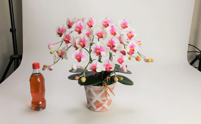 綺麗で丈夫な三河陶器で贈る光触媒胡蝶蘭小輪３本立（赤白の陶器×白桃色の花） H100-086