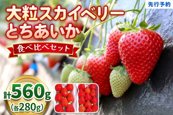 大粒スカイベリー＆新品種とちあいか 食べ比べセット《12月より順次出荷》｜いちご 苺 イチゴ フルーツ 果物 産地直送 [0563]