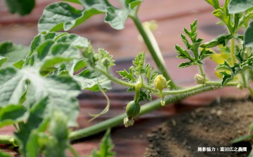 《2026年分受付中》黄色いスイカ夏のほほえみ1玉(4～6kg)【01146】