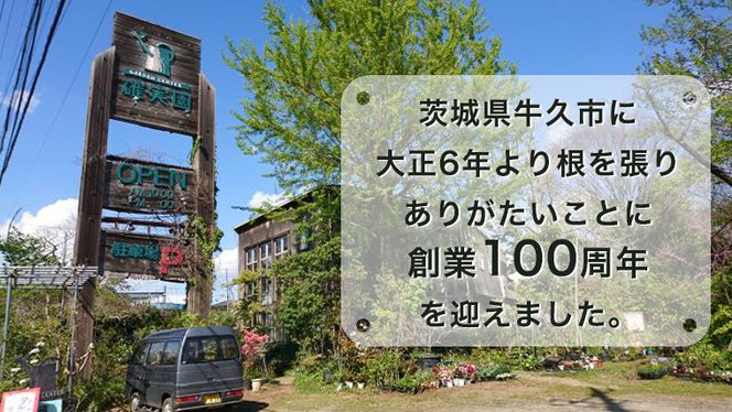 ≪先行予約≫アジサイ ガク咲き 【 おまかせ 1点 】【2025年4月上旬頃より発送開始】 植物 花 インテリア フラワー 紫陽花 お花 園芸 初夏 梅雨 ガーデニング [BG005us]