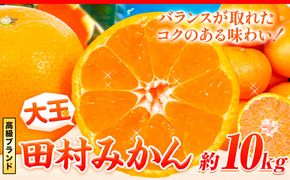 高級ブランド 大玉サイズ 田村みかん 10kg 株式会社魚鶴商店《2024年11月下旬-2025年2月上旬頃出荷》 和歌山県 日高町 柑橘 フルーツ 大玉---wsh_utstml_l112_23_18000_10kg---