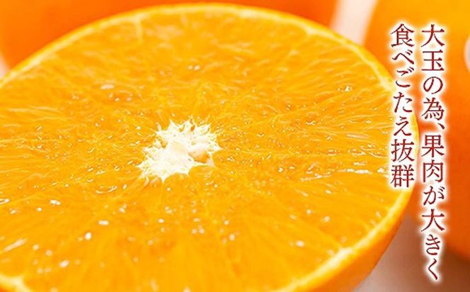 化粧箱 柑橘の大トロ ハウス せとか 厳選 大玉 6玉入   BS102