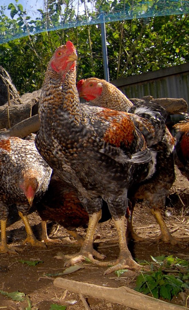 甲州地どり参鶏湯ミールキット 011-005