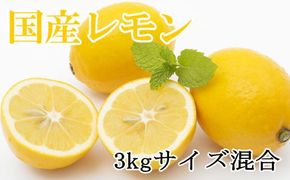 【産直】和歌山産レモン約3kg（サイズ混合）★2026年3月中旬頃より順次発送【TM150w】 BZ069