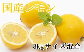 【産直】和歌山産レモン約3kg（サイズ混合）★2025年3月中旬頃より順次発送【TM150w】 	BZ069