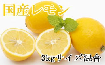 【産直】和歌山産レモン約3kg（サイズ混合）★2025年3月中旬頃より順次発送【TM150w】 	BZ069