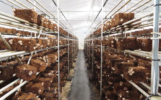 乾燥椎茸(スライス)大袋入り80g！ 椎茸 しいたけ シイタケ スライス 肉厚 国産 人気 ランキング おすすめ 贈答 プレゼント お中元 お歳暮 福島県 田村市 福島 田村 テイク N16-V7-02