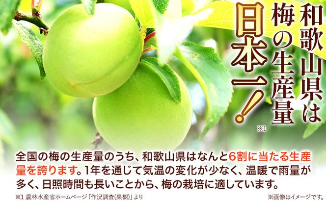 高級南高梅 うす塩 500g 網代模様仕上紀州塗箱入り 澤株式会社《90日以内に出荷予定(土日祝除く)》和歌山県 日高町 梅干し うす塩梅 紀州南高梅 紀州塗 送料無料---wsh_swa5_90d_24_14000_500g_a---