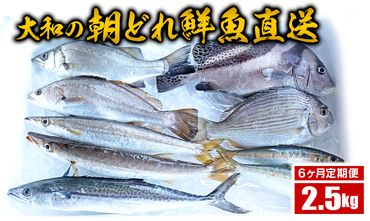 【6ヶ月定期便】大和海商の朝どれ鮮魚直送定期便　2.5kg N072-ZE075