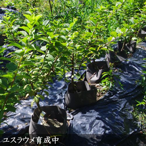 すだ農園＞2年生 苗木◇ユスラウメ(山桜桃)[地中ポット苗 2022年