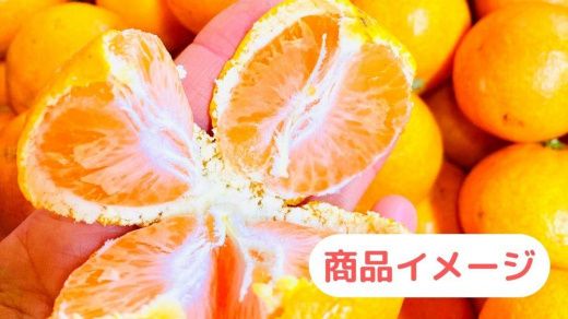 【農家直送】濃厚な甘さの早生みかん10kg/【厳選小みかん】みかんのみっちゃん農園 	DM003