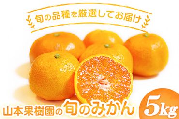 山本果樹園の旬のみかん 5kg 山本果樹園[9月中旬-2月末頃出荷予定]蜜柑 柑橘 ひのあかり 日南 豊福 肥後早生 青島 旬の品種をお届け!フルーツ 果物---sh_ymmtmkn_bc92_24_10000_5kg---