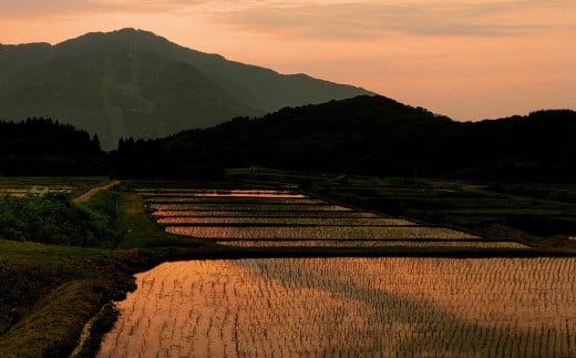 【令和7年産米】 棚田米コシヒカリ 白米1.2kg（300g×4袋）+ 棚田米コシヒカリのパックごはん(150g×4個)セット 計1.8kg 新潟県村上市岩船産1067082