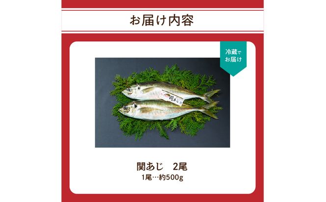 【E04023】関あじ（鮮魚セット）2尾