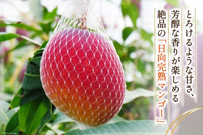 【2026年夏発送】 宮崎 完熟 マンゴー 太陽のタマゴ 秀品 900g以上 [宮崎県農業協同組合日向地区本部（販売課） 宮崎県 日向市 452060664] 果物 フルーツ 完熟マンゴー 甘い 日向 期間限定 冷蔵