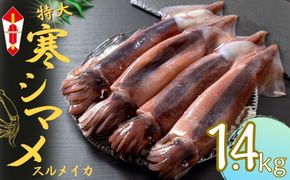 【のし付き】【朝どれ寒シマメ 特大サイズ 4～5杯】1.4kg〜1.6kg いか イカ スルメイカ 寒シマメ 朝どれ寒シマメ 御歳暮 ギフト 12月24日までのご注文で年内発送