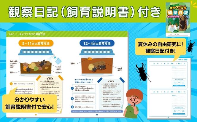 オオクワガタペア 飼育 セット 70mm～ 9月以降発送 クワガタ 自由研究 昆虫 成虫 生体 虫 飼育 夏休み 観察 自然 環境 学習 子供 孫 プレゼント 贈答 人気 福島県 田村市 田村 ふくしま たむら ムシムシランド N02-O24-01