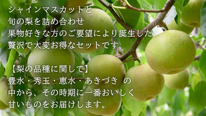 【 先行予約 】茨城県産 シャインマスカット3房と旬の梨詰め合わせ 約5kg ( 茨城県共通返礼品 : 常陸太田市 )【 2025年 9月中旬頃より発送 】 梨 ナシ なし 和梨 シャインマスカット フルーツ ぶどう 葡萄 ブドウ マスカット 果物  期間限定 数量限定