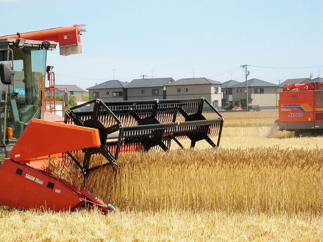 【小麦粉】碧海の恵み 薄力粉 国産 愛知県産 800g×5袋(計4kg) スポンジ シフォンケーキ 菓子用 小麦 お好み焼き 天ぷら たこ焼き 保存に便利 チャック付き H008-251