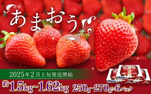 博多あまおう（春） 約250g～270g×6パック 計約1.5kg～1.62kg【2025年2月上旬～4月下旬発送予定】いちご 苺 イチゴ 果物 フルーツ