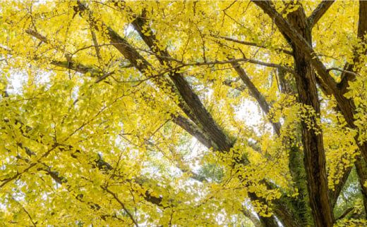 【水切りに便利な壁掛け穴】イチョウ まな板 （甥） / 南島原市 / 森永材木店 [SBK010] 