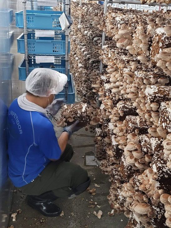 菌床しいたけ　1kg※離島への配送不可 FAA-148